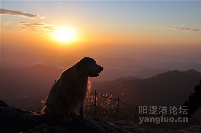 狗狗沐浴在朝霞