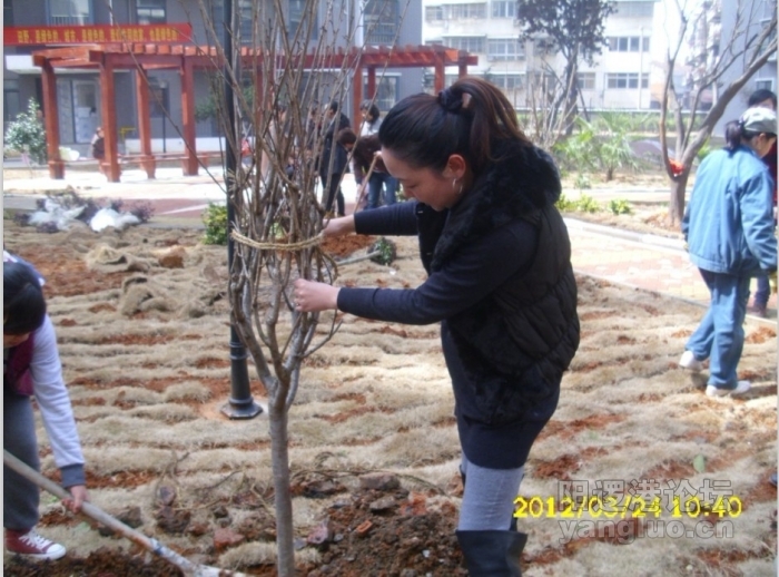 这可是樱花树列