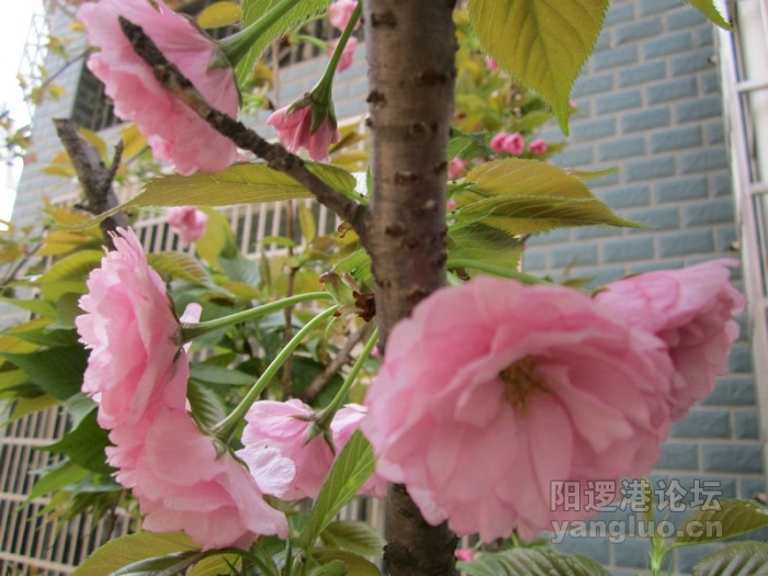 我后院的樱花018.jpg