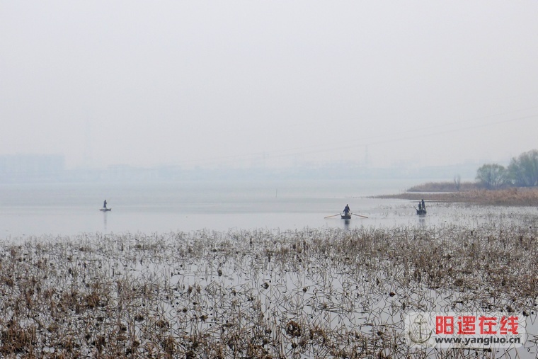 阳逻柴泊湖