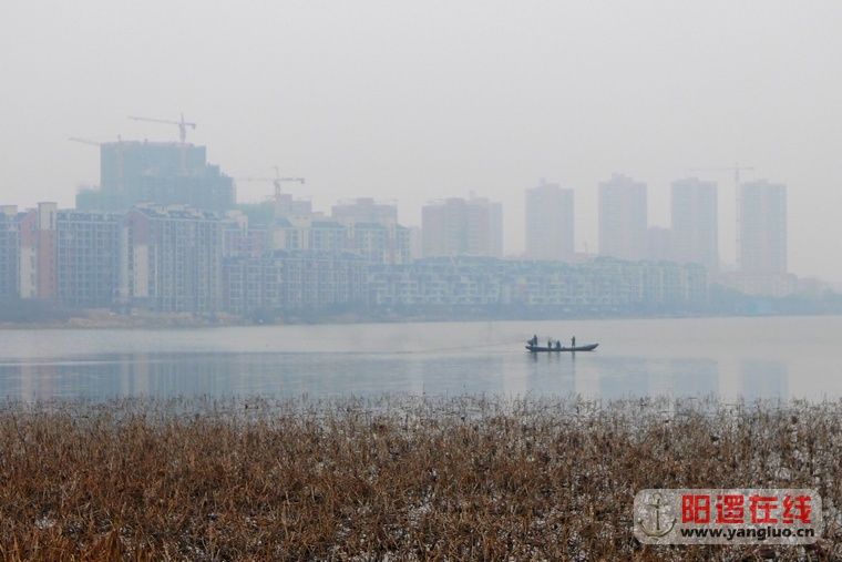 阳逻柴泊湖