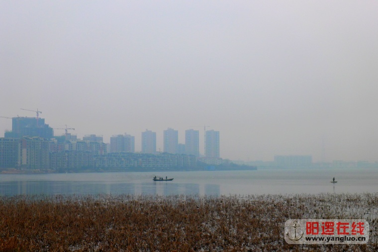 阳逻柴泊湖