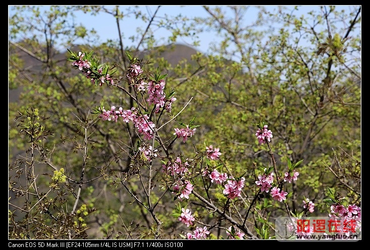 nEO_IMG_路边山桃花.jpg