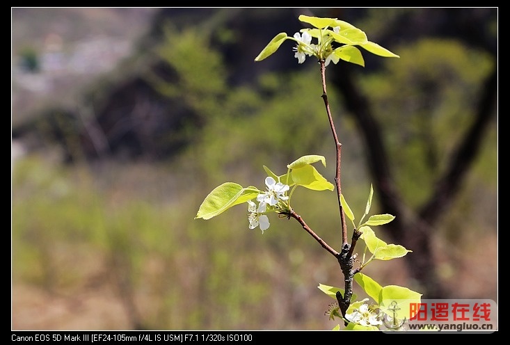 nEO_IMG_山上小野花1.jpg