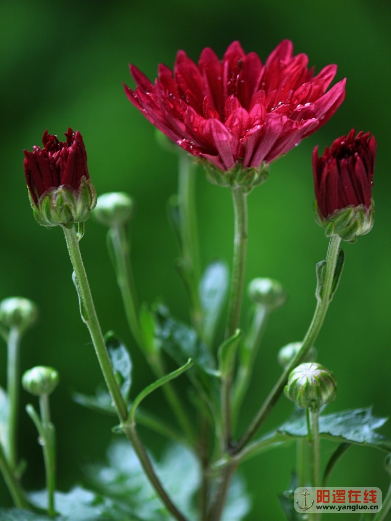 菊花盛开迎五一_5.jpg