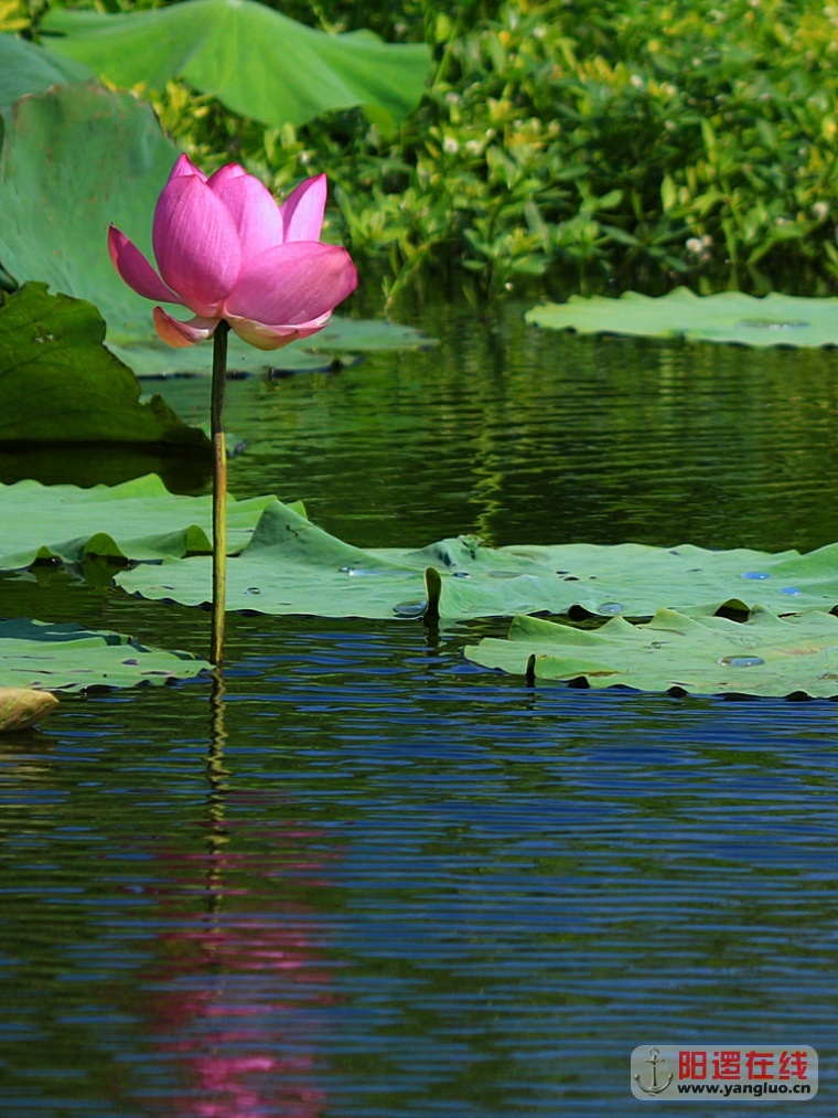 陶家大湖赏荷_3.jpg