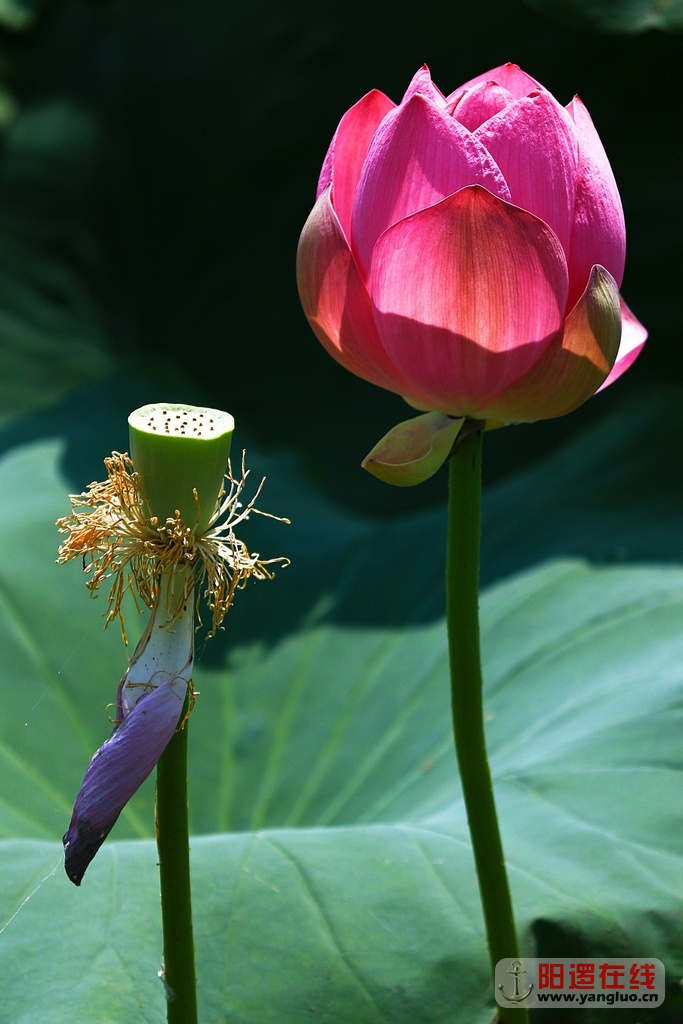 陶家大湖赏荷_6.jpg