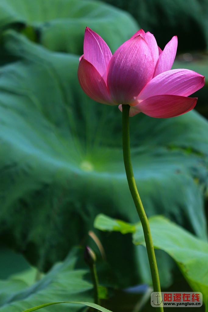 陶家大湖赏荷_9.jpg