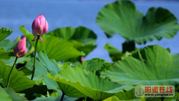 陶家大湖赏荷_10.jpg