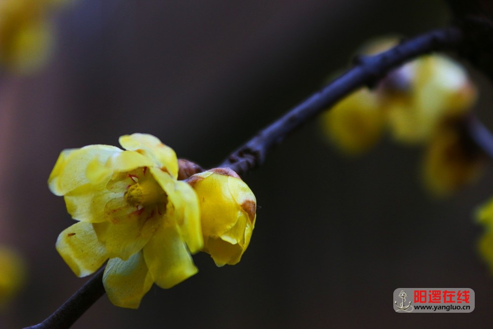 梅花香自苦寒来_7.jpg