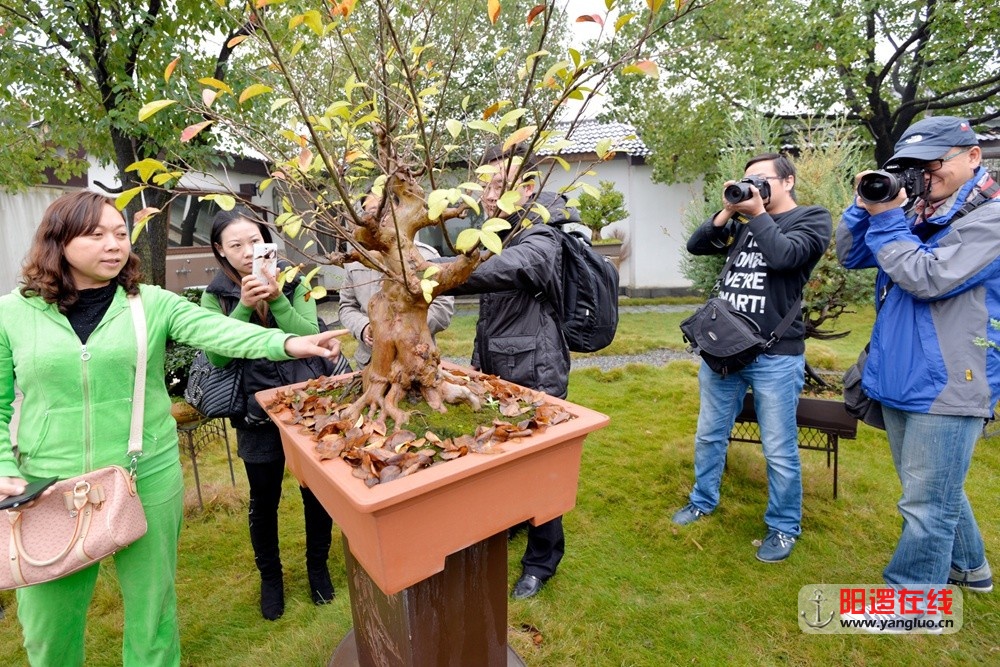 网友观看旧街新八冲花卉基地两百年的紫薇。影隐摄影.jpg