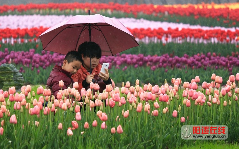 郁金香花海_4.jpg