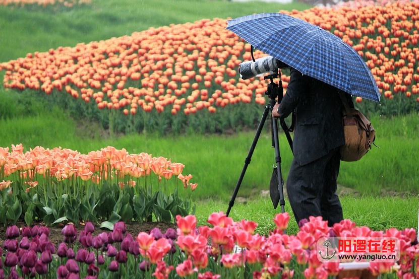 郁金香花海_8.jpg