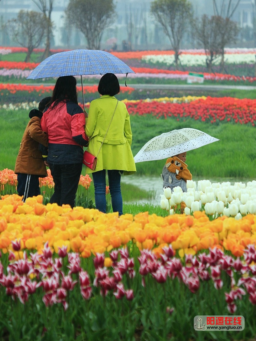 郁金香花海_14.jpg