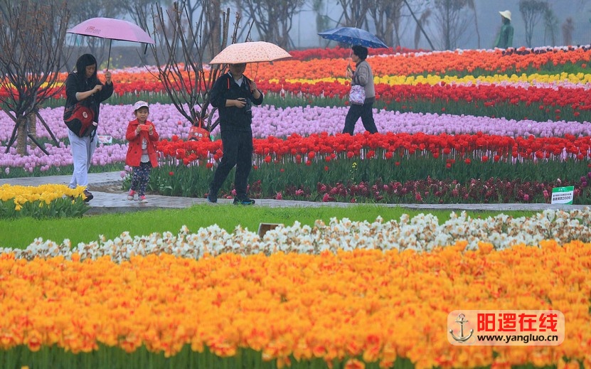 郁金香花海_16.jpg