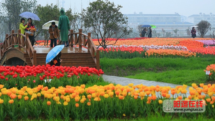 郁金香花海_18.jpg