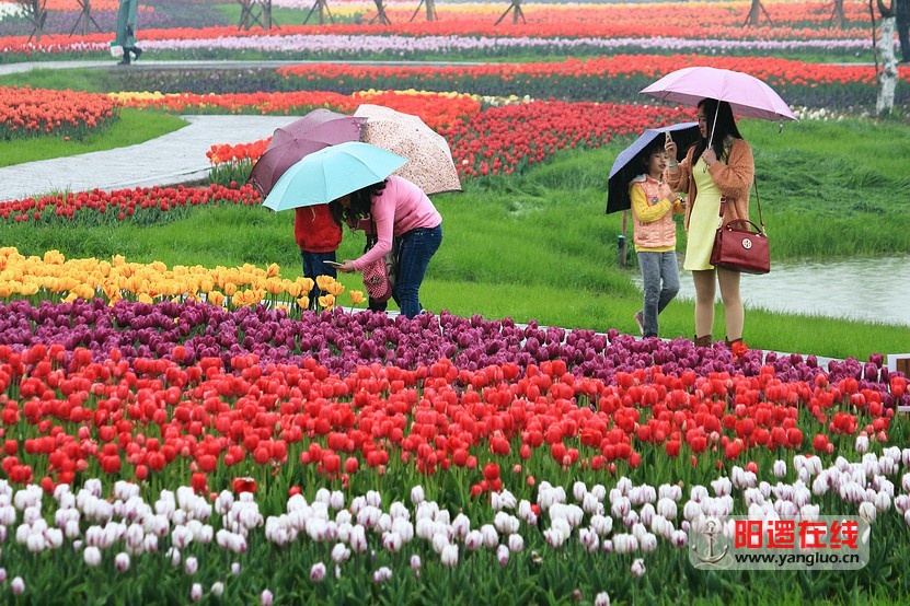 郁金香花海_20.jpg