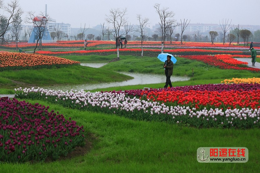 郁金香花海_23.jpg