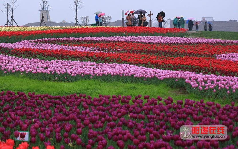 郁金香花海_26.jpg