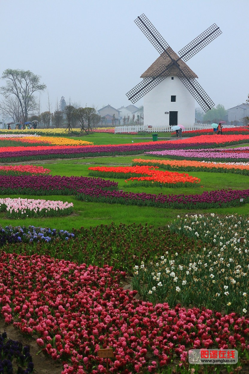 郁金香花海_28.jpg