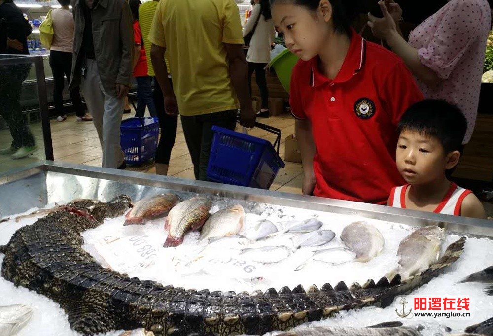 阳逻佳阳摩尔城百家福超市卖鳄鱼肉.jpg