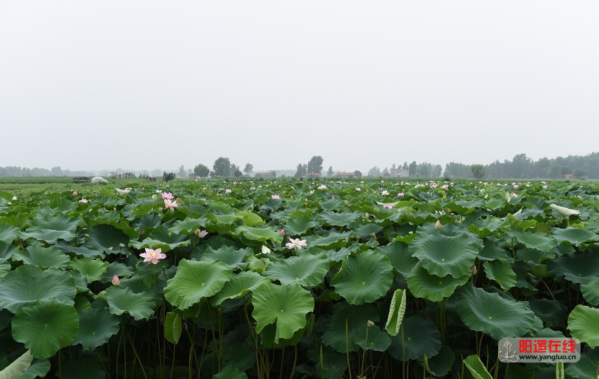 涨渡湖的荷花.jpg