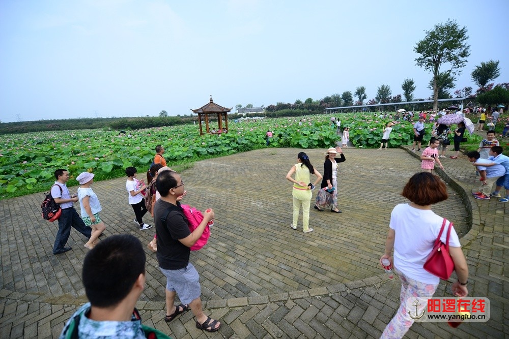 紫薇都市田园荷花广场 冯伟华 摄.jpg