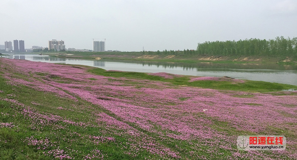 举水河外滩菜籽花2016-4-7.JPG