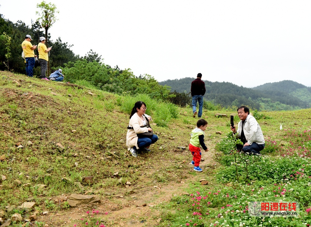 沿途的野草野花.jpg