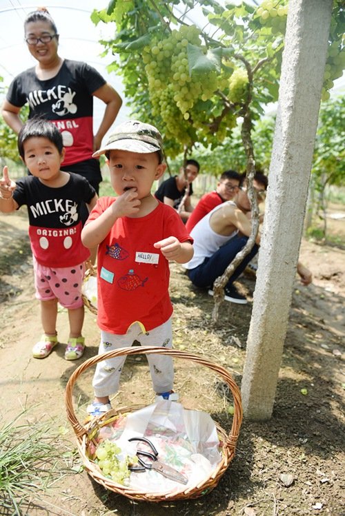 阳逻在线佳阳生态葡萄园采摘.jpg