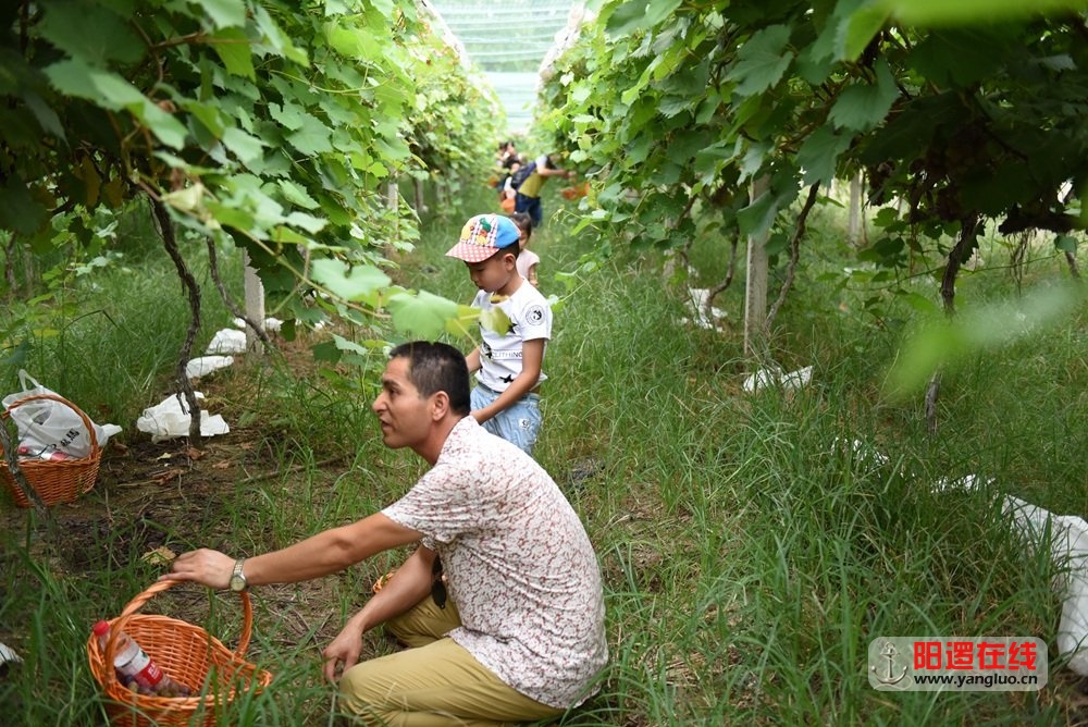 阳逻在线佳阳葡萄园采摘亲子游12.jpg