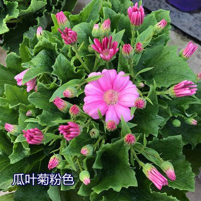 瓜叶菊4.jpg