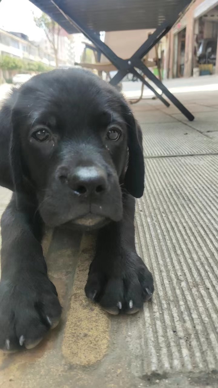 拉布拉多幼犬